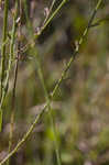 Tenlobe false foxglove